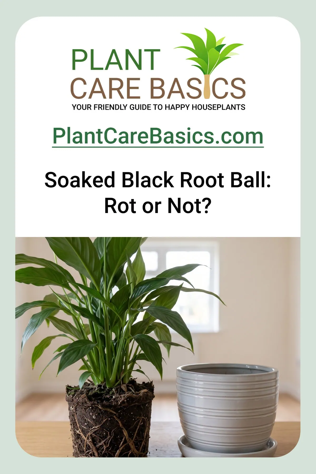 How to save a peace lily with root rot: the clump just out of its pot, root ball soaked black and slumped, no hands.