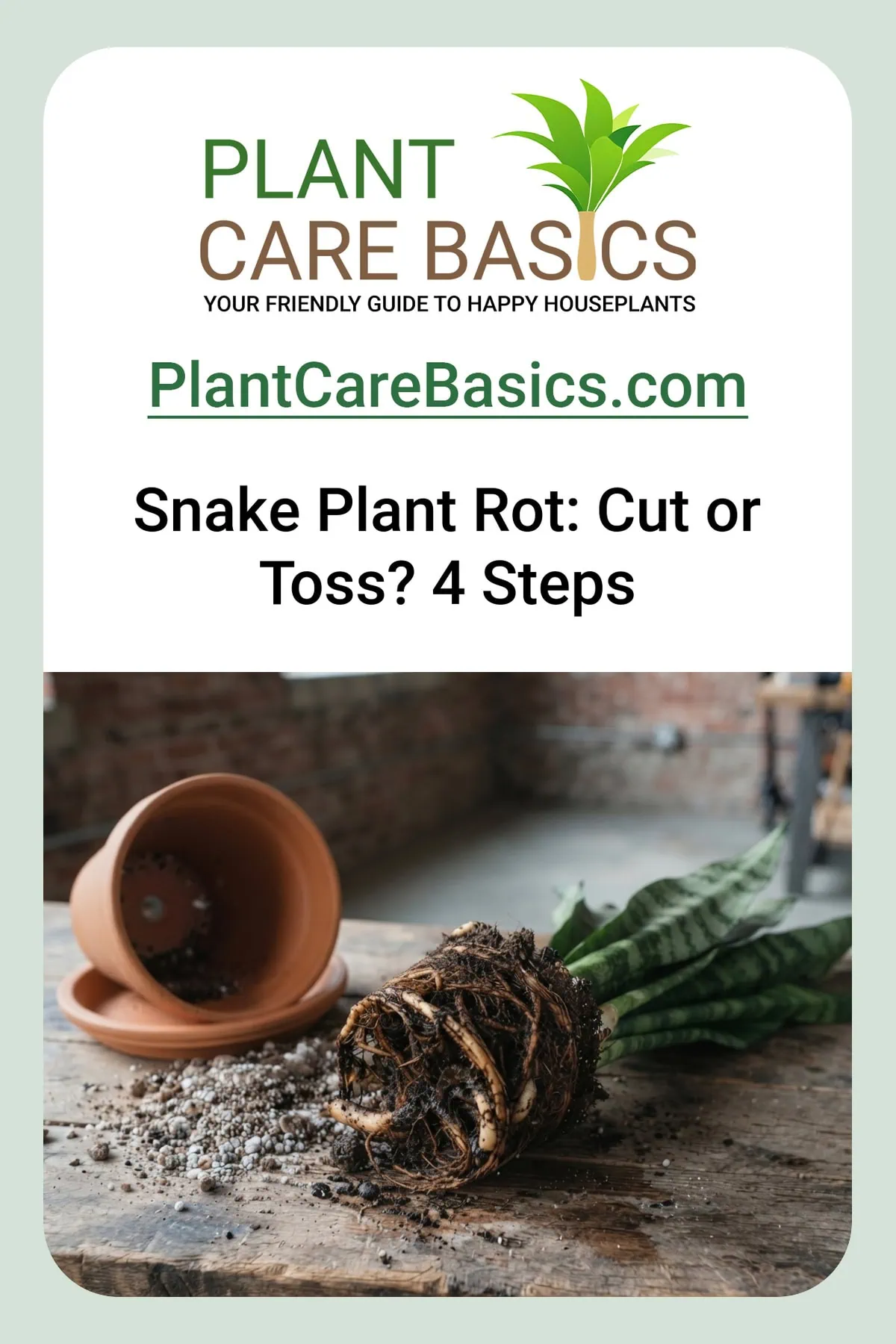 How to save a snake plant from root rot: an unpotted Dracaena trifasciata with its brown, mushy rotted root ball exposed.