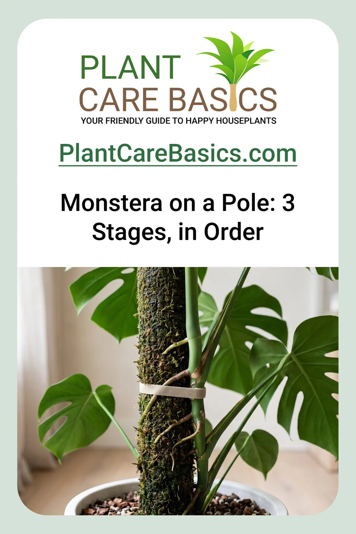 How to train a Monstera deliciosa up a moss pole, staked with no gap between the stem and damp moss.