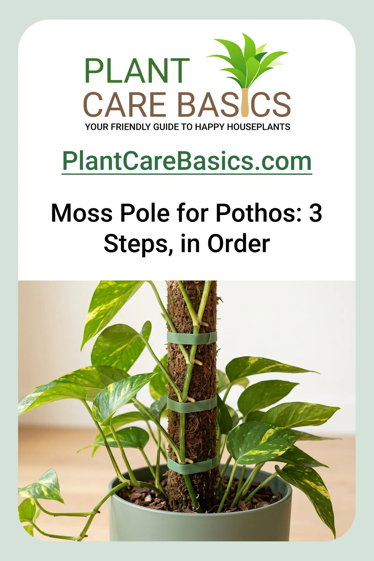 How to train a Pothos on a moss pole: vine nodes pressed against damp moss and held by slack green ties.