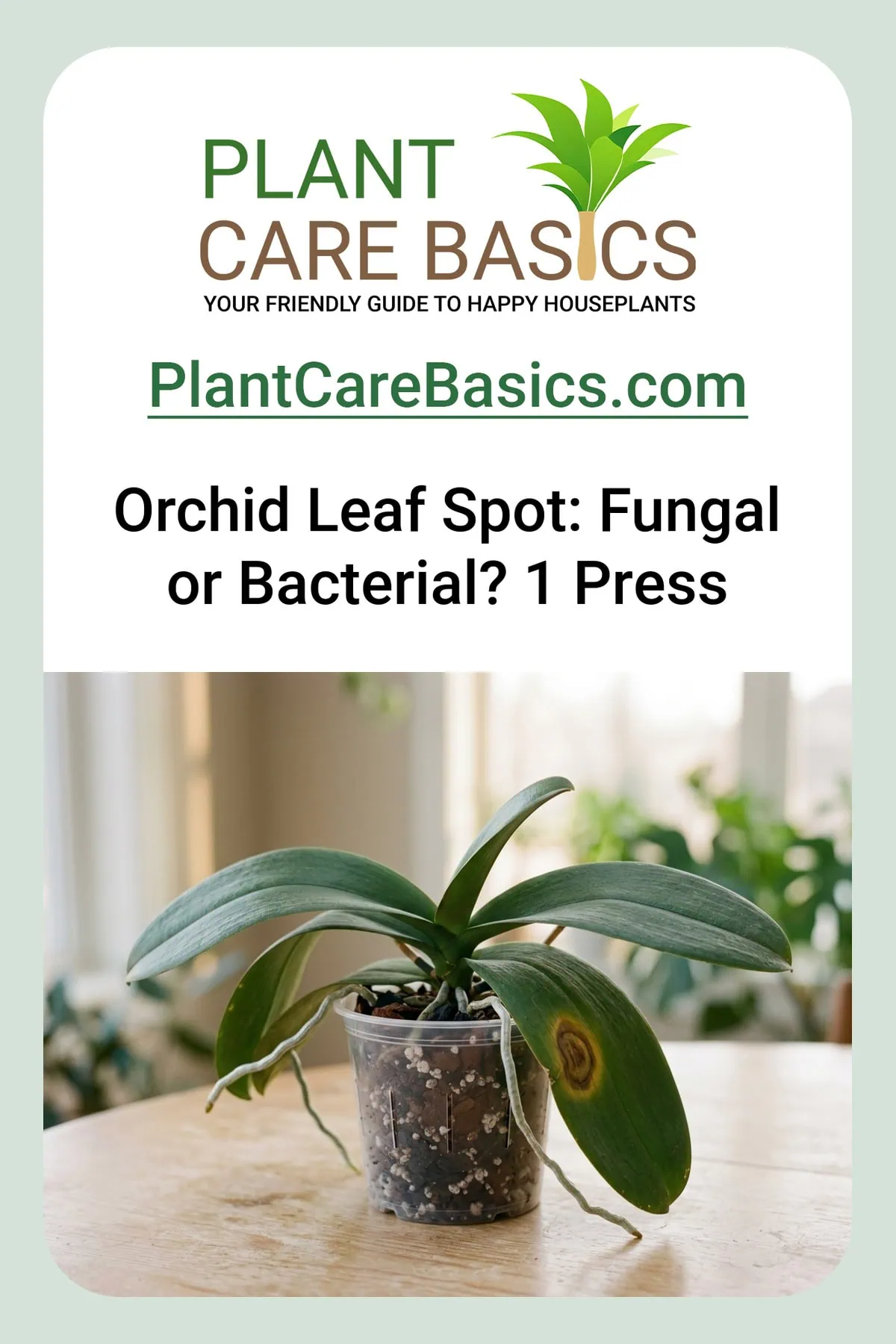 How to treat Phalaenopsis orchid leaf spot disease — a moth orchid leaf marked by a sunken, yellow-haloed brown lesion.