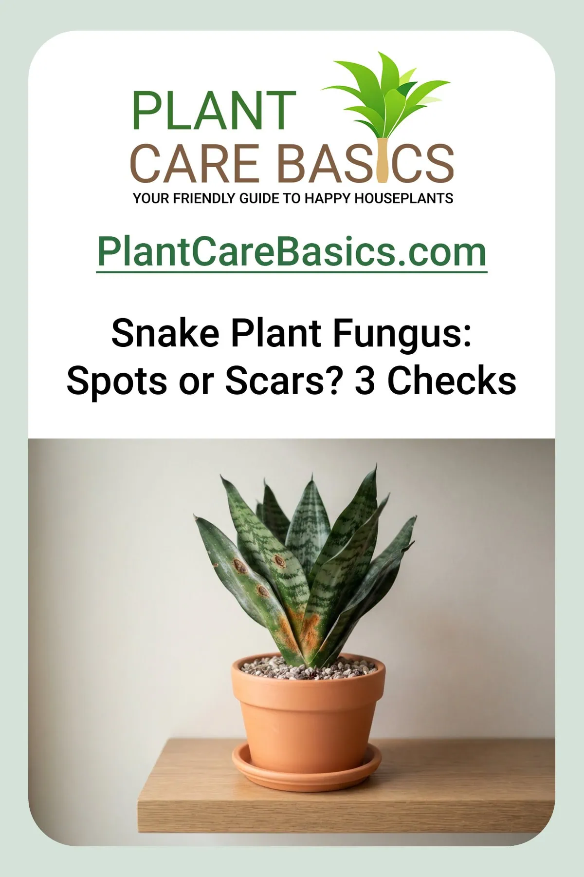 How to treat snake plant fungus: an upright Dracaena trifasciata carries brown, black-dotted fungal leaf spots.