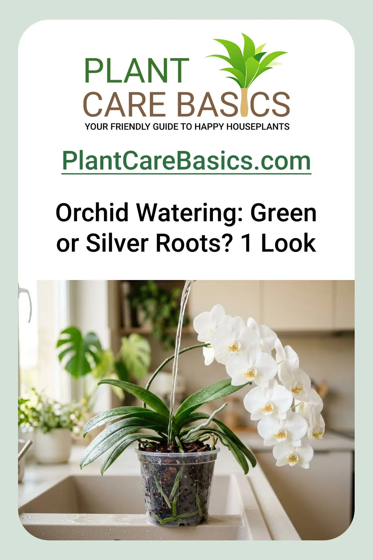 How to water a Phalaenopsis orchid without killing it: water poured into a clear-potted moth orchid draining in the sink.