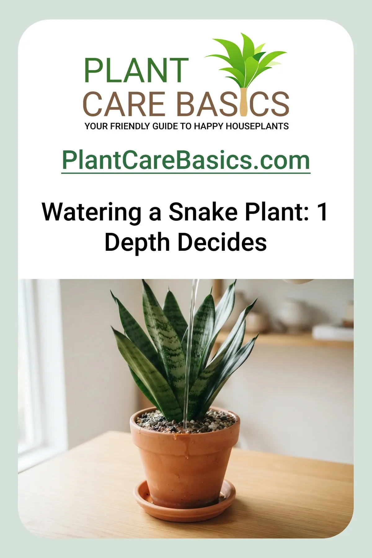 How to water a snake plant without overwatering: a clean stream soaks the gritty mix of a potted Dracaena trifasciata.