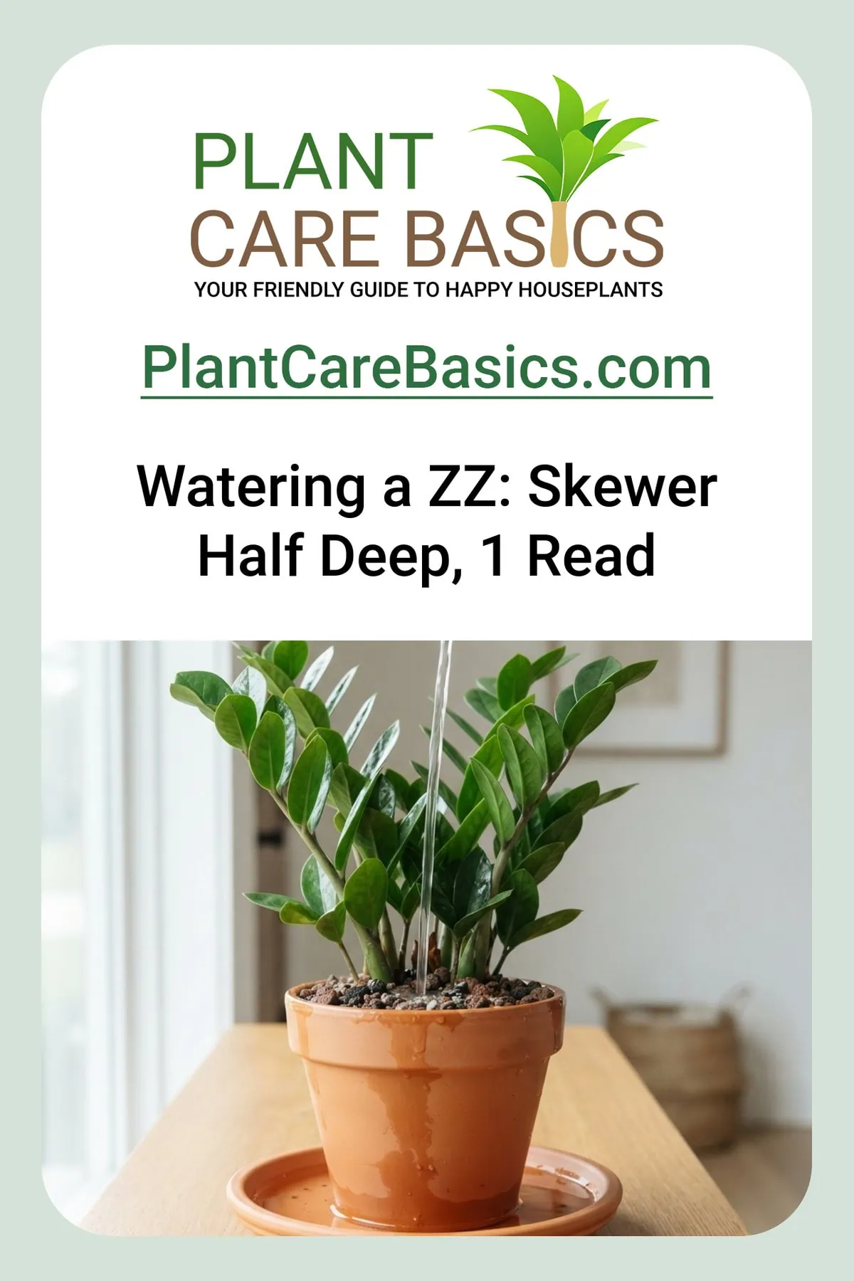 How often to water a ZZ plant: a healthy Zamioculcas zamiifolia deep-soaked in a plain terracotta pot.