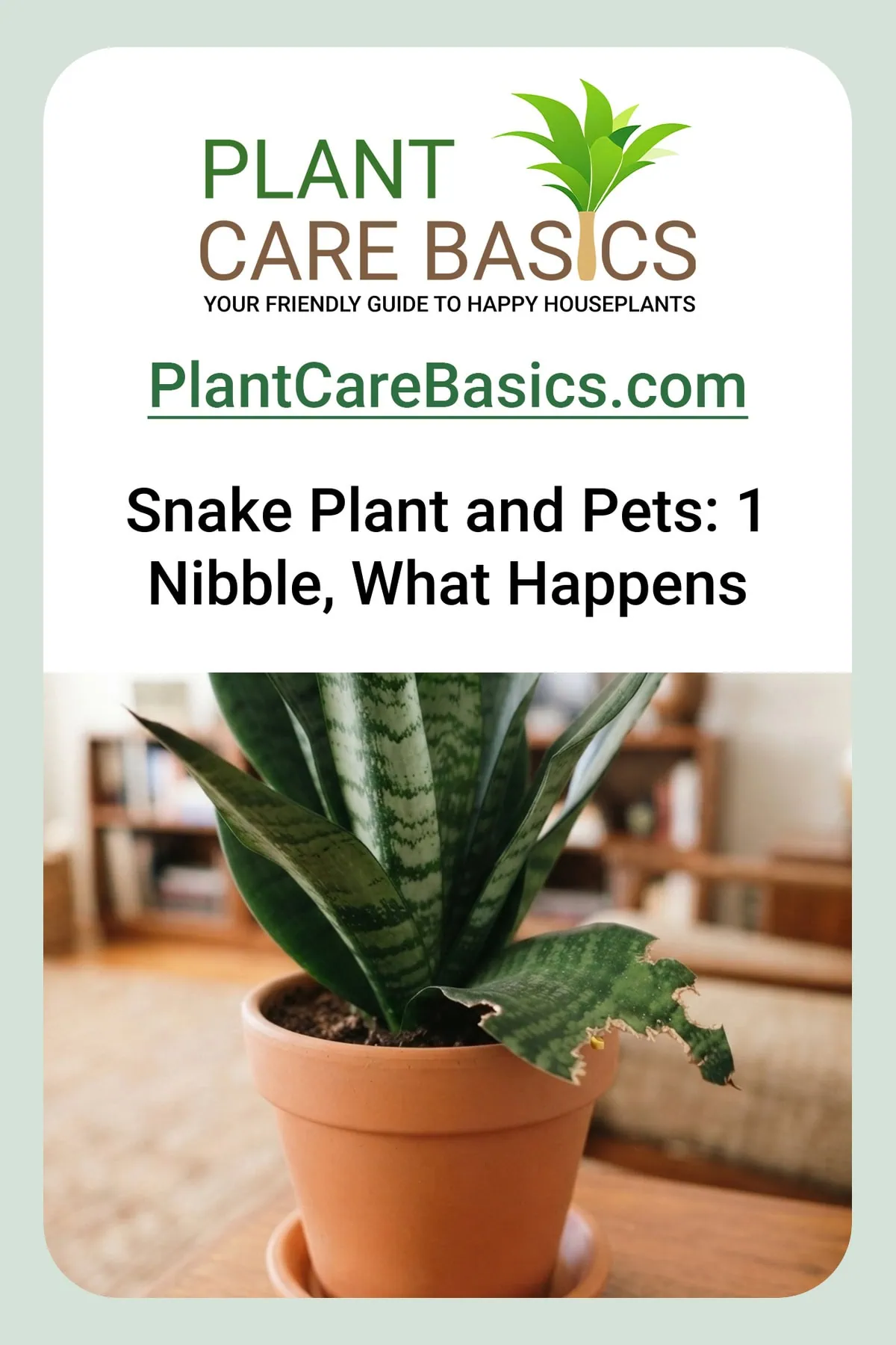 Is a snake plant toxic to cats and dogs? A Dracaena trifasciata with a pet-chewed lower leaf indoors.