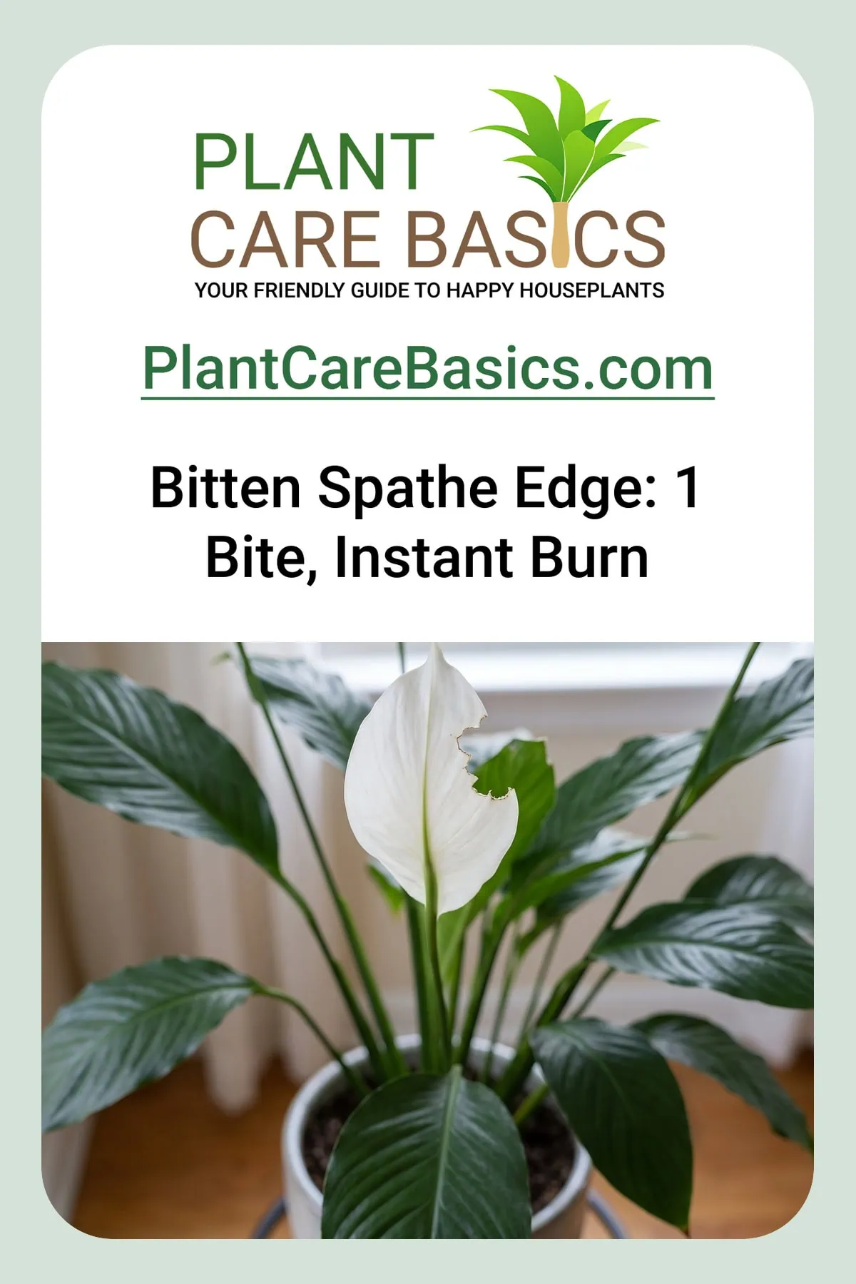 Is a peace lily toxic to cats and dogs: a close look at a white spathe with a torn bite mark along its edge.