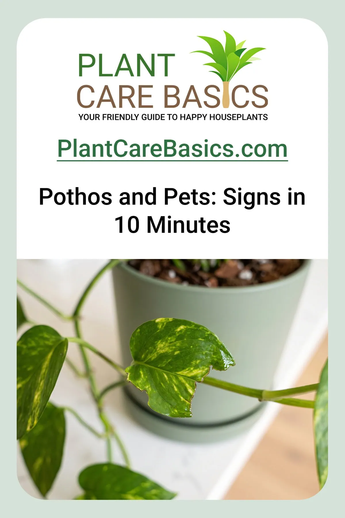 Is Pothos toxic to cats and dogs: a trailing vine with one leaf freshly torn at the edge, the tear faintly damp.
