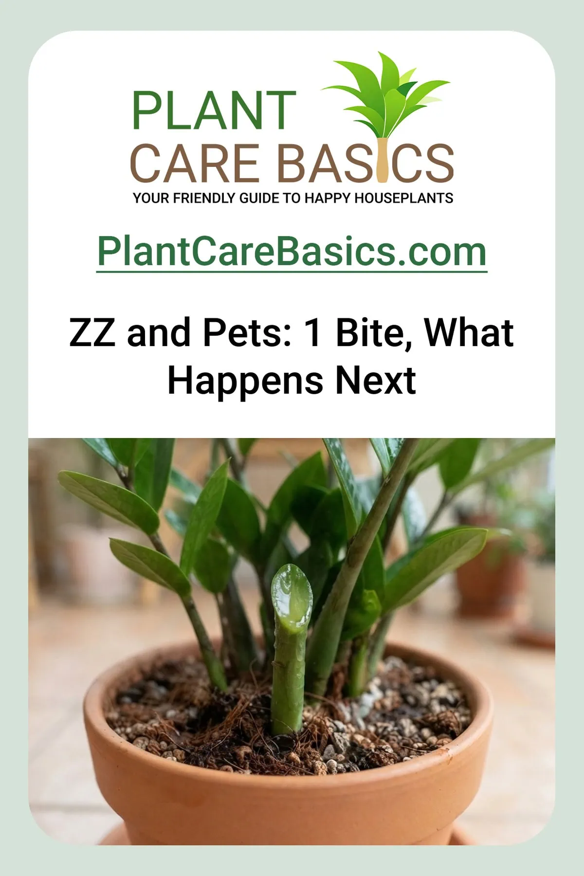 Is a ZZ plant toxic to cats and dogs - a healthy Zamioculcas zamiifolia with clear sap wet on a freshly cut leaflet stalk.
