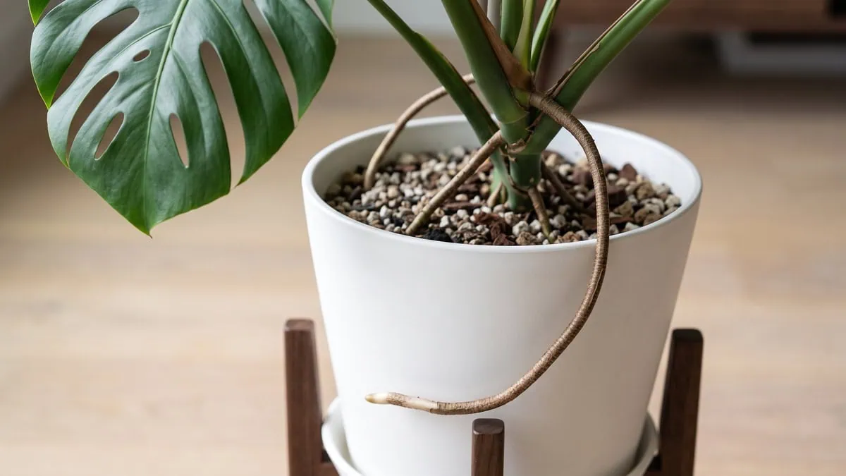 What to do with Monstera deliciosa aerial roots: one thick brown root arching over the pot rim.