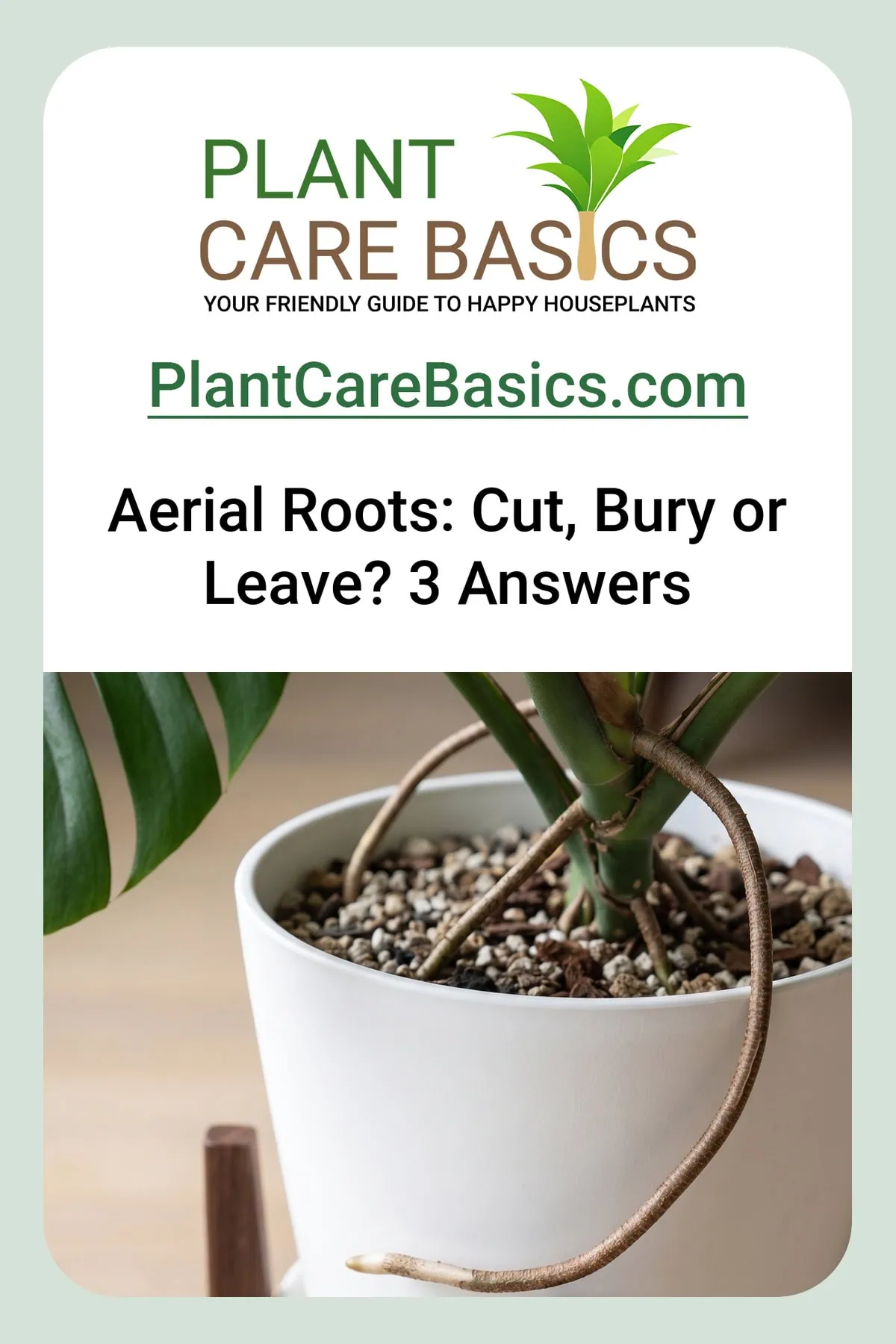 What to do with Monstera deliciosa aerial roots: one thick brown root arching over the pot rim.