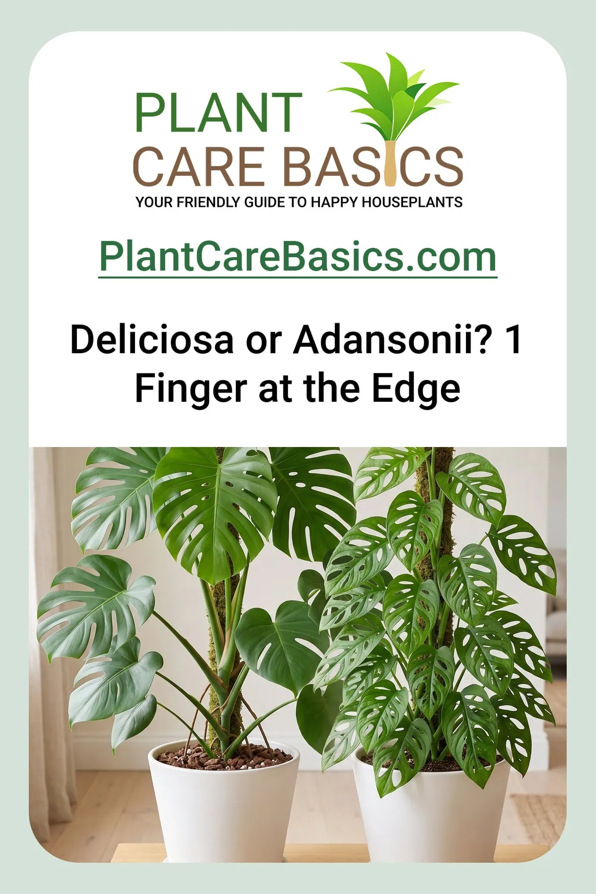 Monstera deliciosa vs Monstera adansonii side by side on one table, the leaf margins telling them apart.