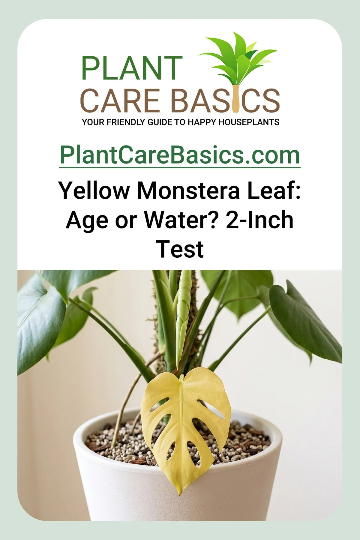 Why is my Monstera deliciosa turning yellow? One lower blade yellowed above the mix, older leaves first.