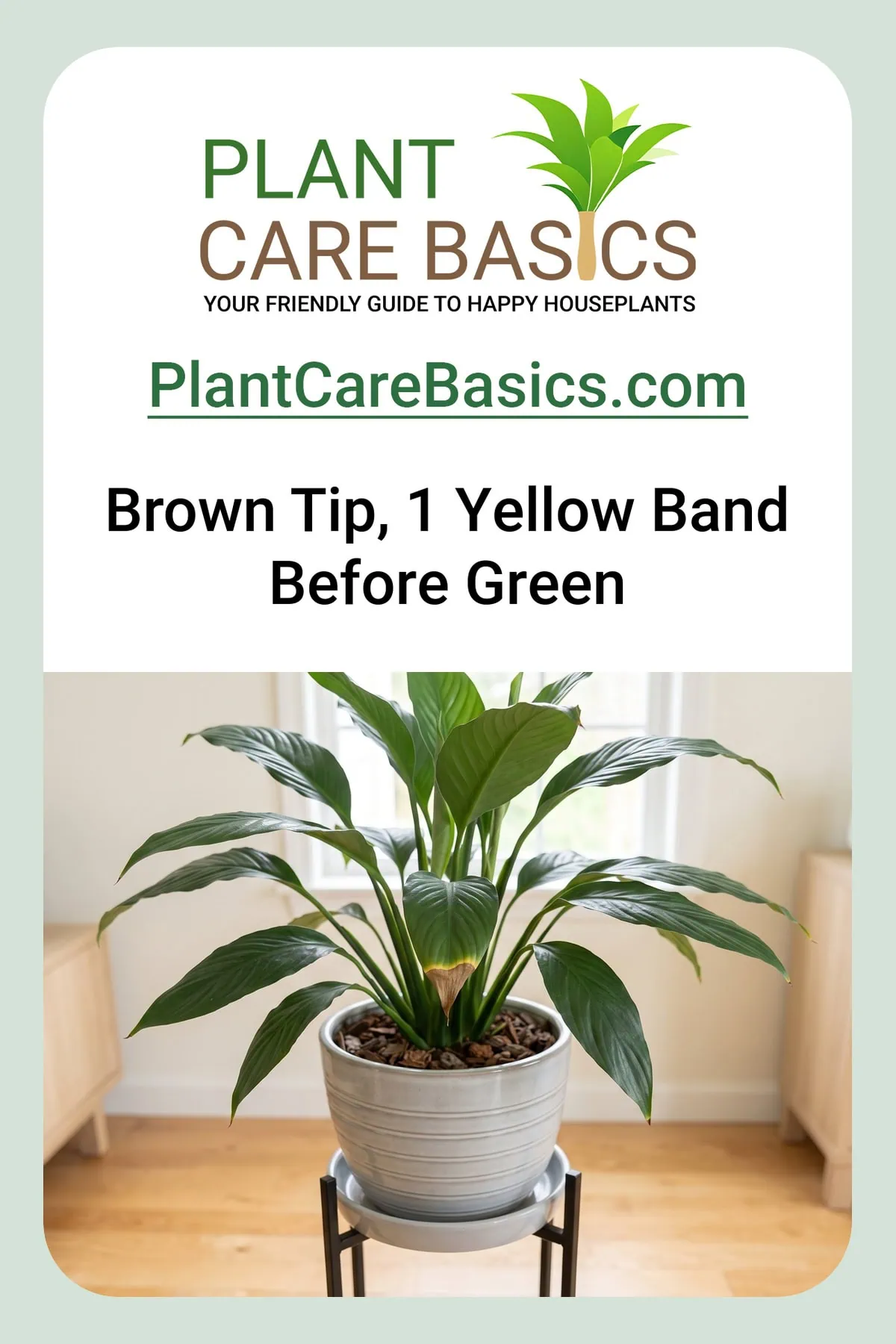 Why does my peace lily have brown tips: a papery brown tip on a new blade with a thin yellow band before the green.