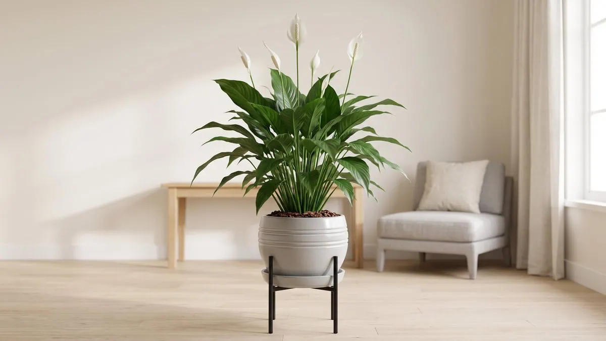 A peace lily care overview: a lush, unblemished clump standing as the centerpiece of a bright living room.