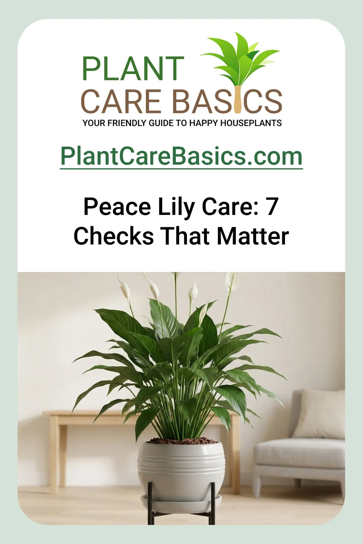 A peace lily care overview: a lush, unblemished clump standing as the centerpiece of a bright living room.