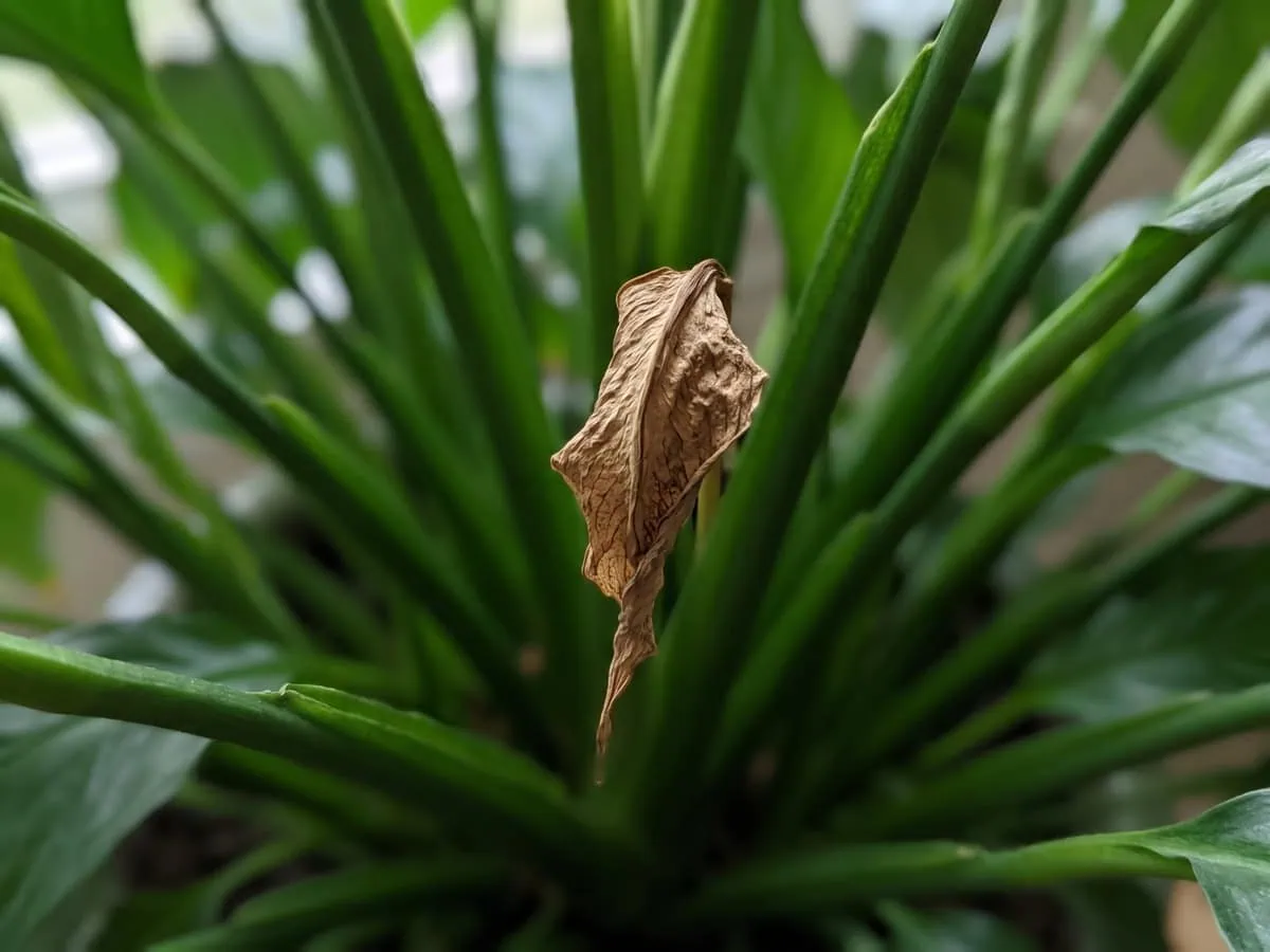 Macro view of a dried spike stuck in the center of the clump, the next spathe never opened at all.