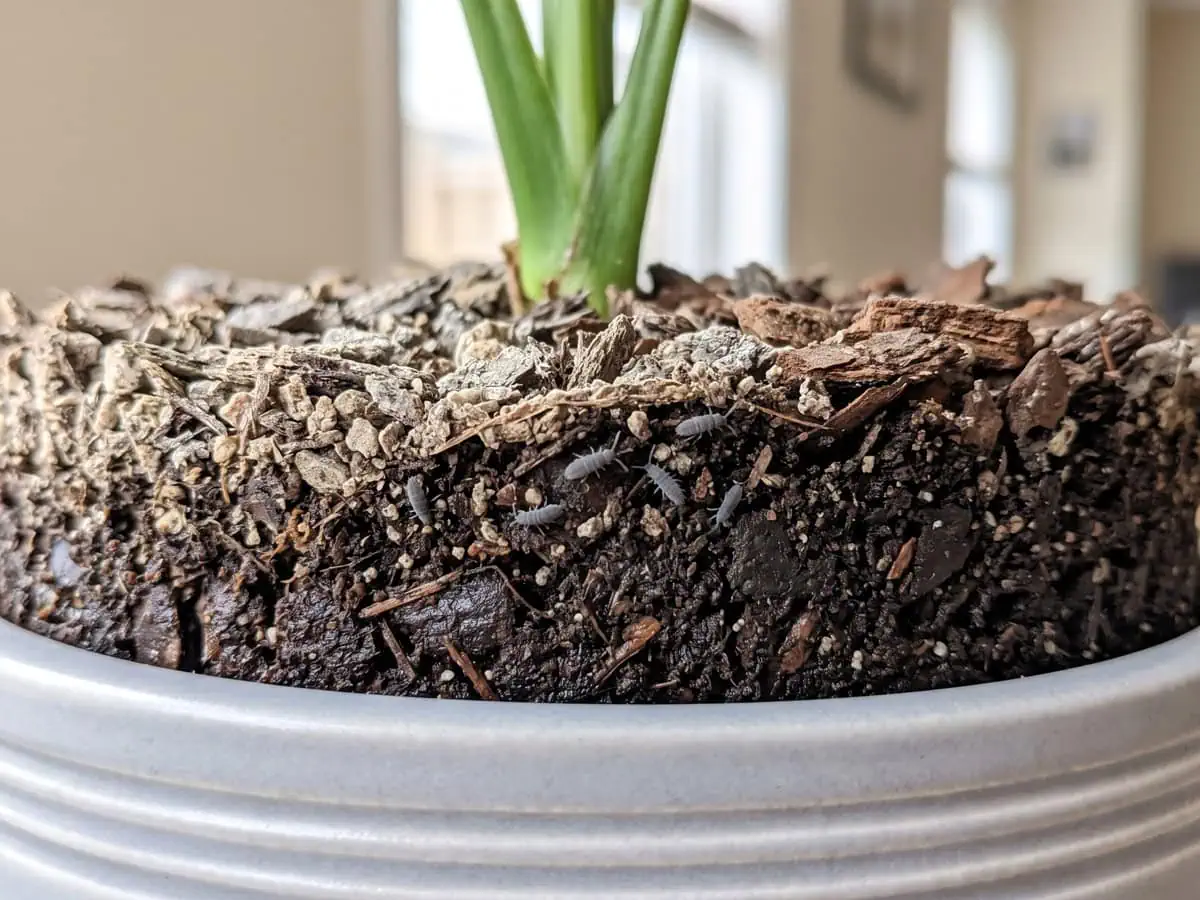 A pale dry mix surface with tiny gray insects in the damp layer under it - work in one order before any agent.