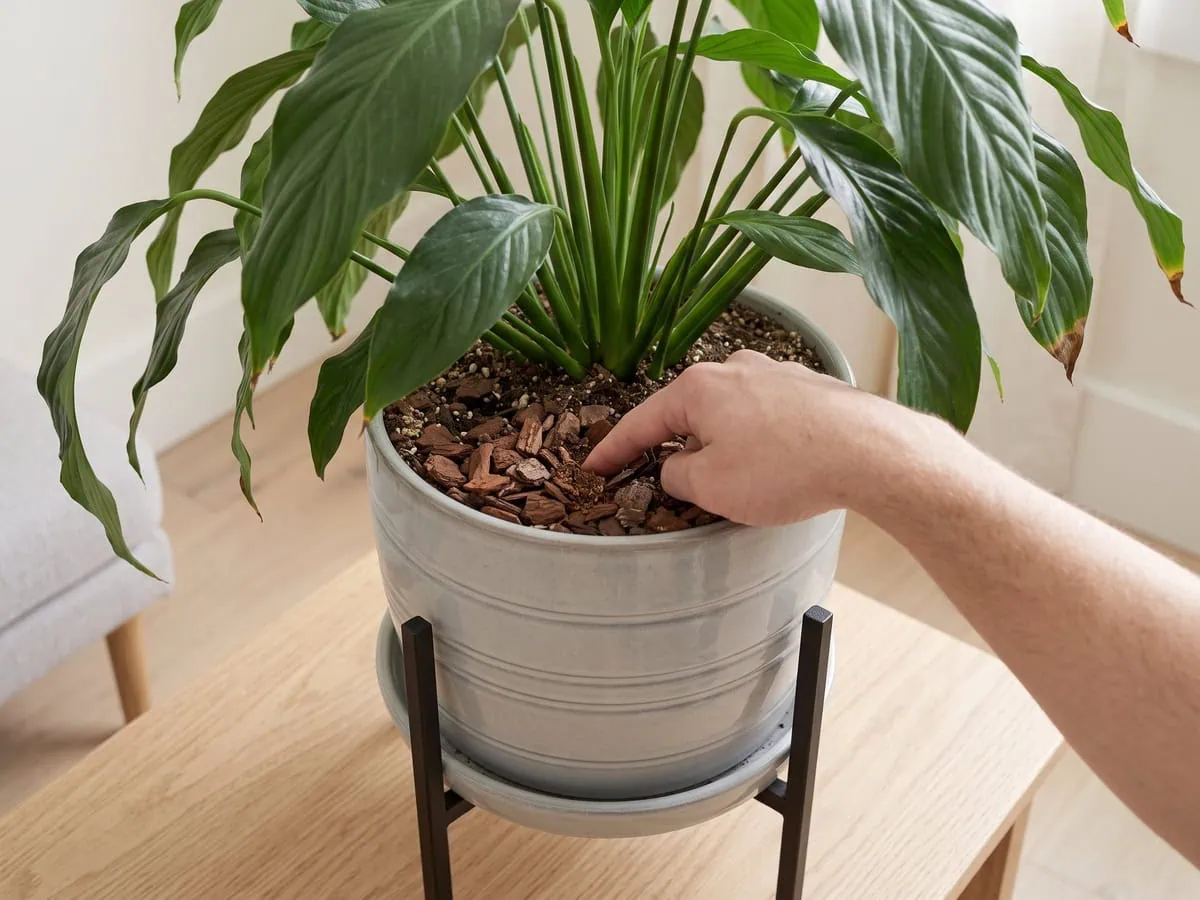 A finger pushed about two inches into coarse pine bark mix in the first weeks after the repot.