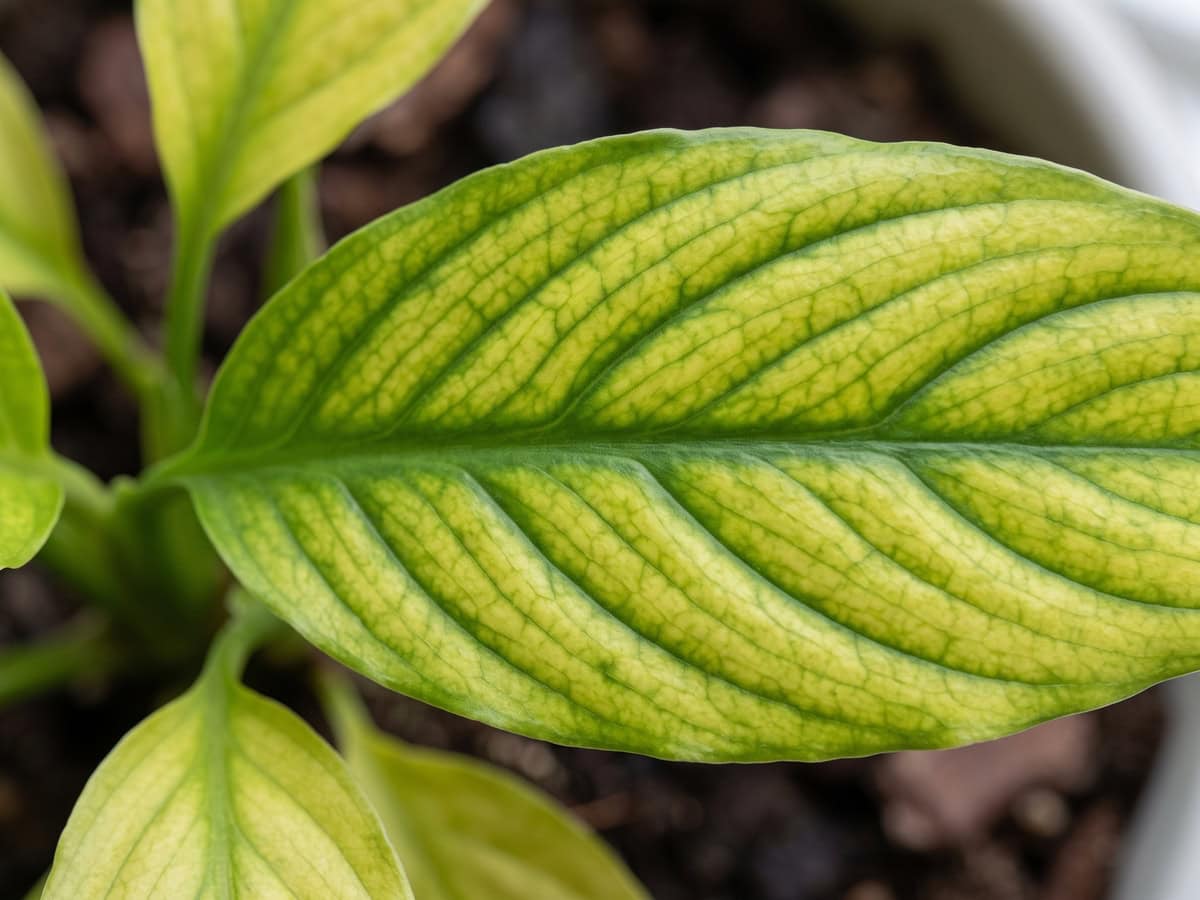 Close-up of a peace lily leaf yellow between the veins while the veins stay green - one of three different signals.
