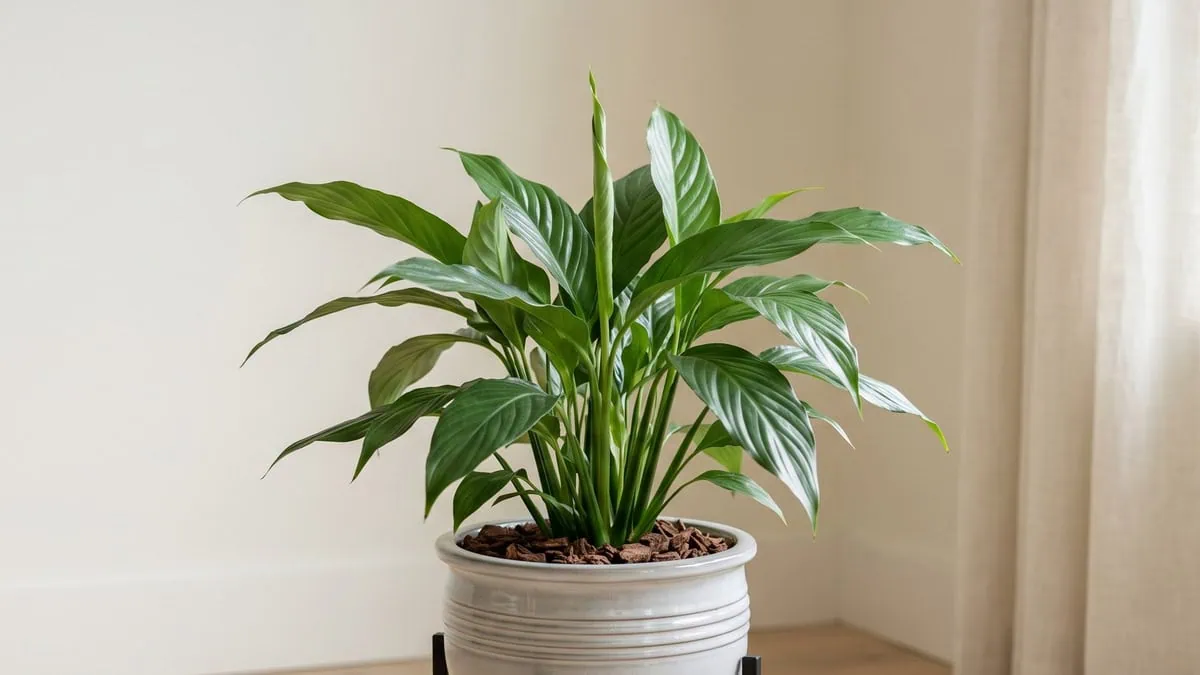 Why is my peace lily not flowering: a thriving green clump with one new leaf still rolled and no spathe at all.