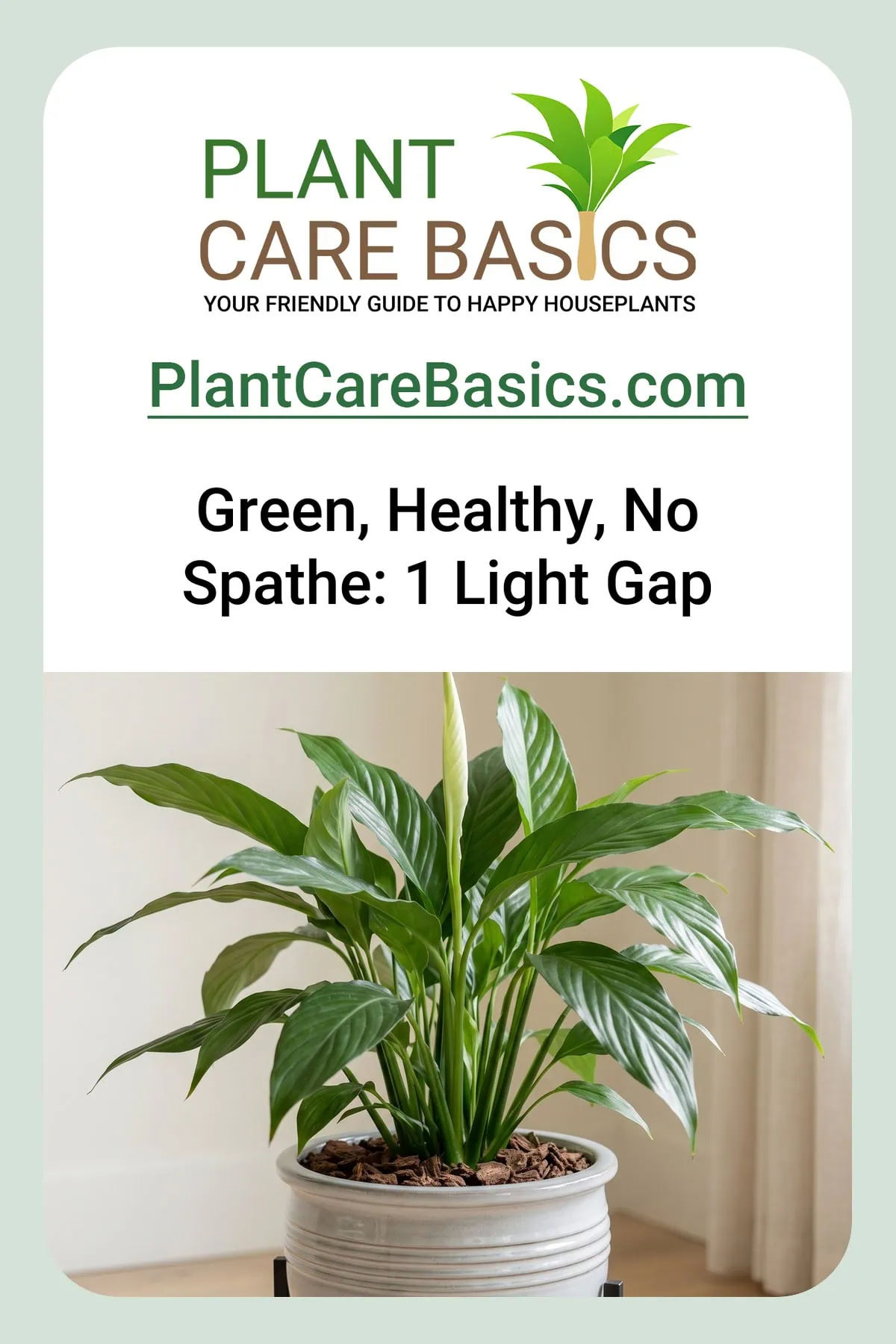 Why is my peace lily not flowering: a thriving green clump with one new leaf still rolled and no spathe at all.