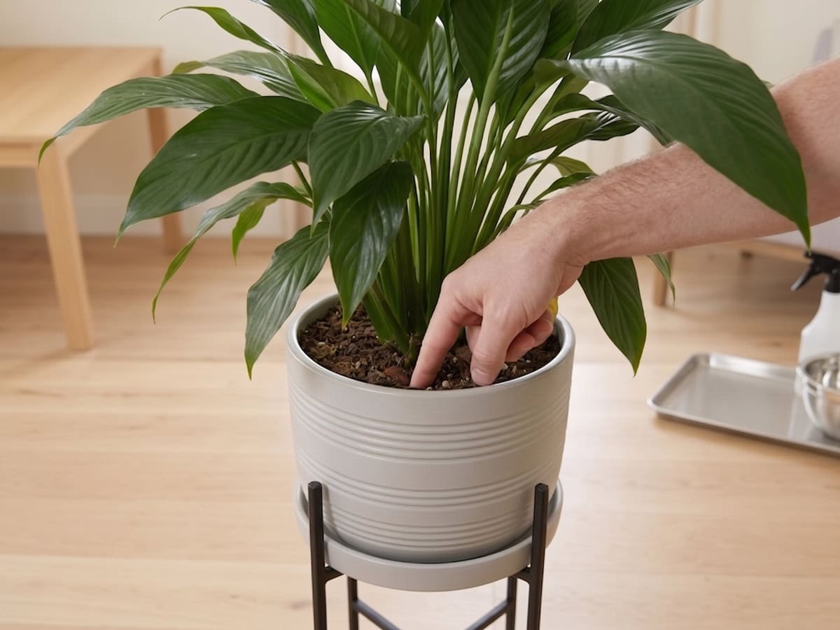 A finger pushed two inches into the mix at the pot edge - the soak-and-clock read that beats overwatering guesswork.