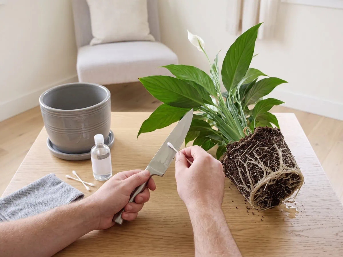 A clean blade being wiped with alcohol beside a damp root ball, nothing cut yet - the right move before any division.