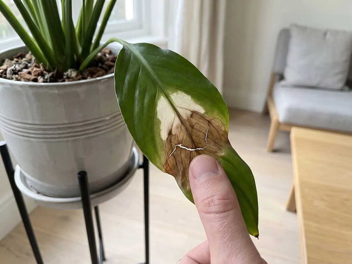A thumb pressing a bleached brown patch in the middle of a leaf, brittle enough to crack - three looks, one cause.