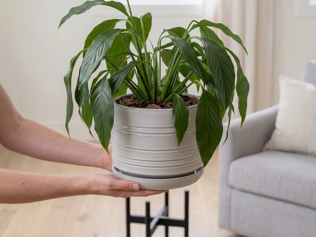 Two flat hands lifting a peace lily pot to read its weight - reading the pot tells you when water is actually due.