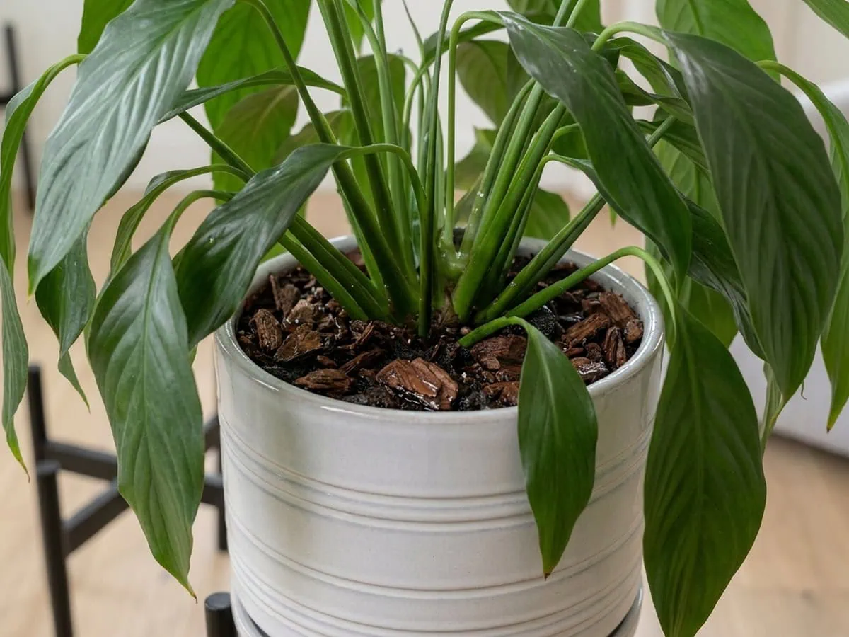 A peace lily still upright and sound above a mix surface that reads plainly damp - top watering come round too soon.