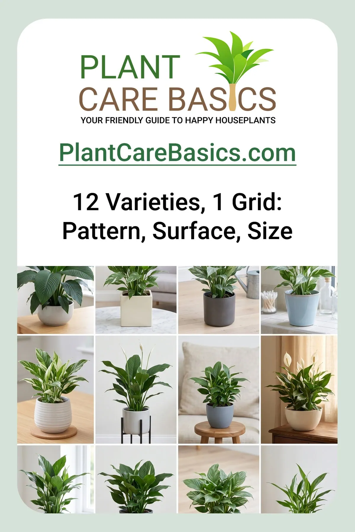 Peace lily varieties and how to identify them: a twelve-cell grid, one distinct selection standing in each cell.