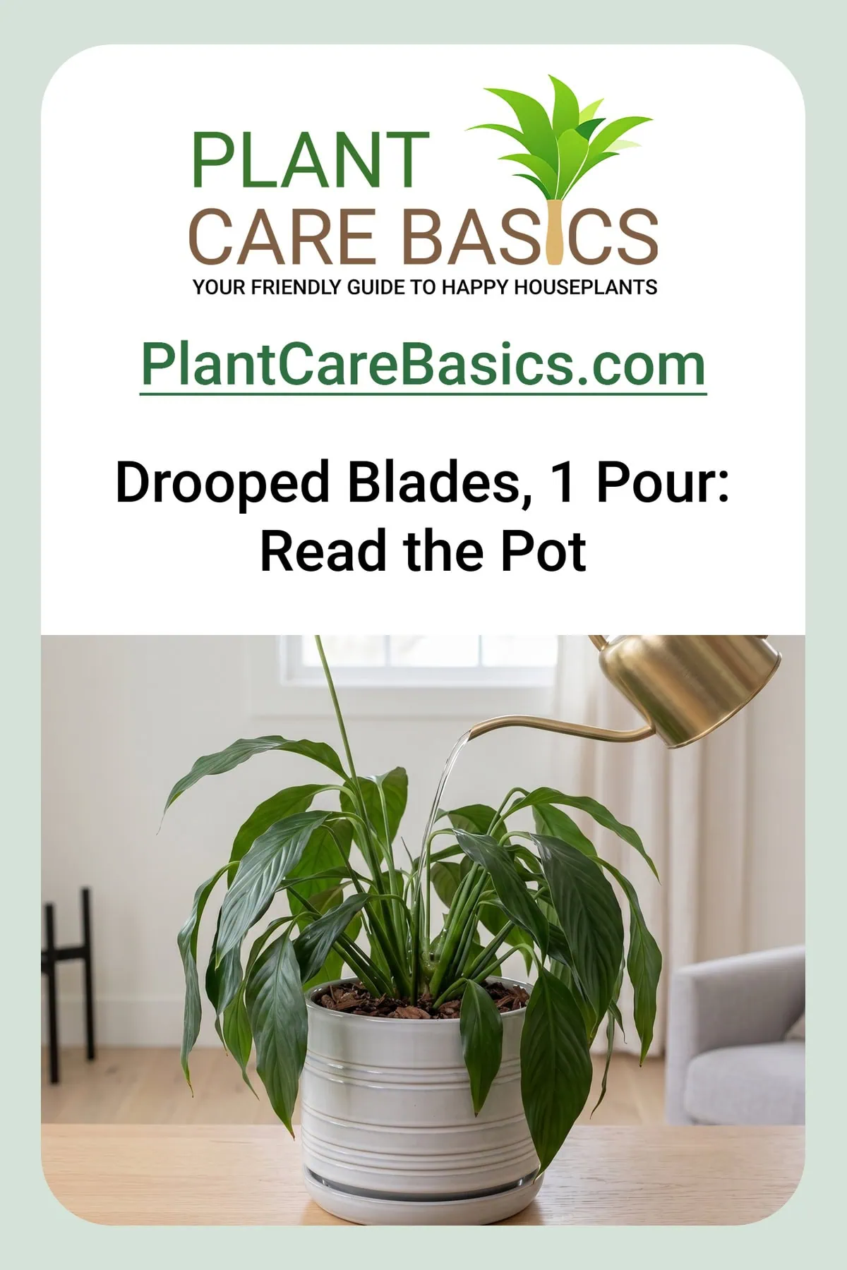 How often to water a peace lily: the clump drooped over the rim while water pours into the mix.