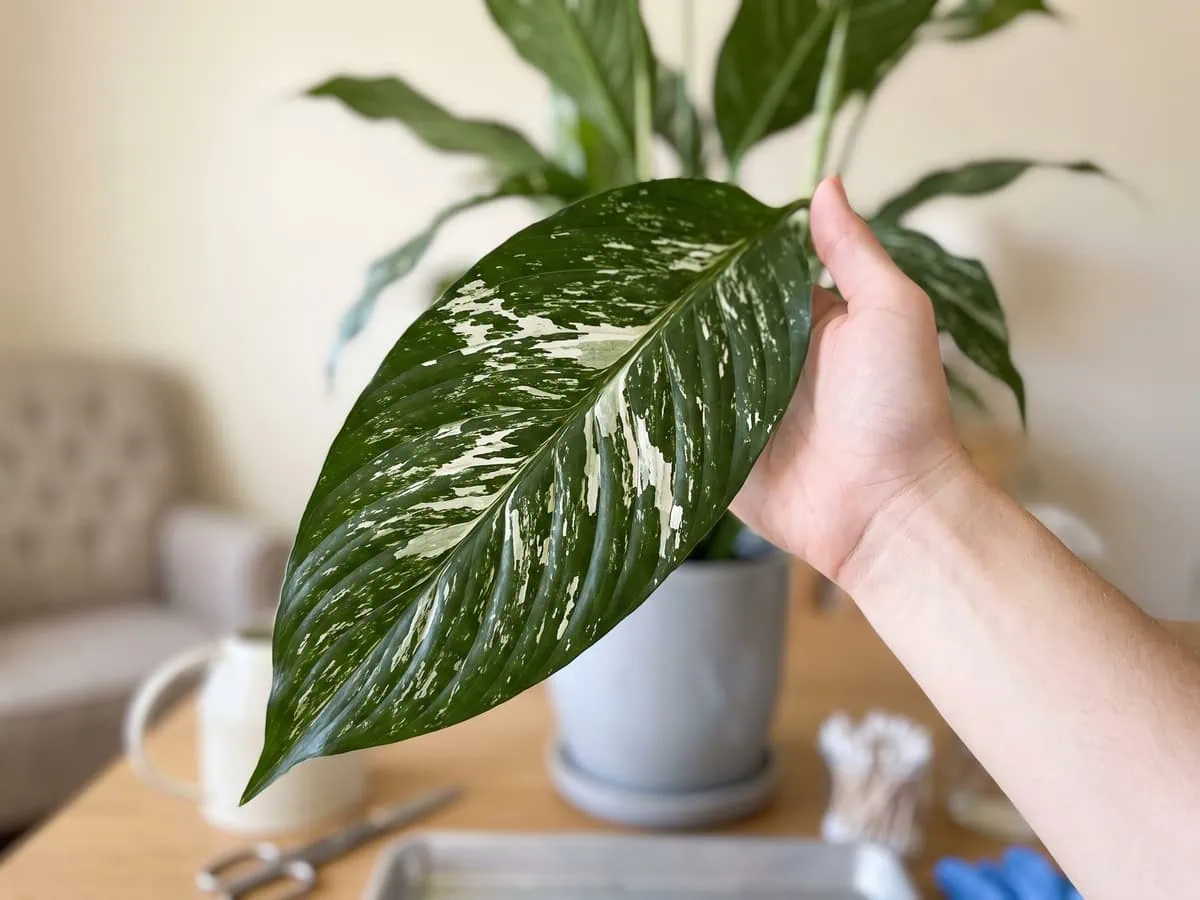 Close-up of one white-marked peace lily blade held out from the clump - the marking pattern that tells the variety.
