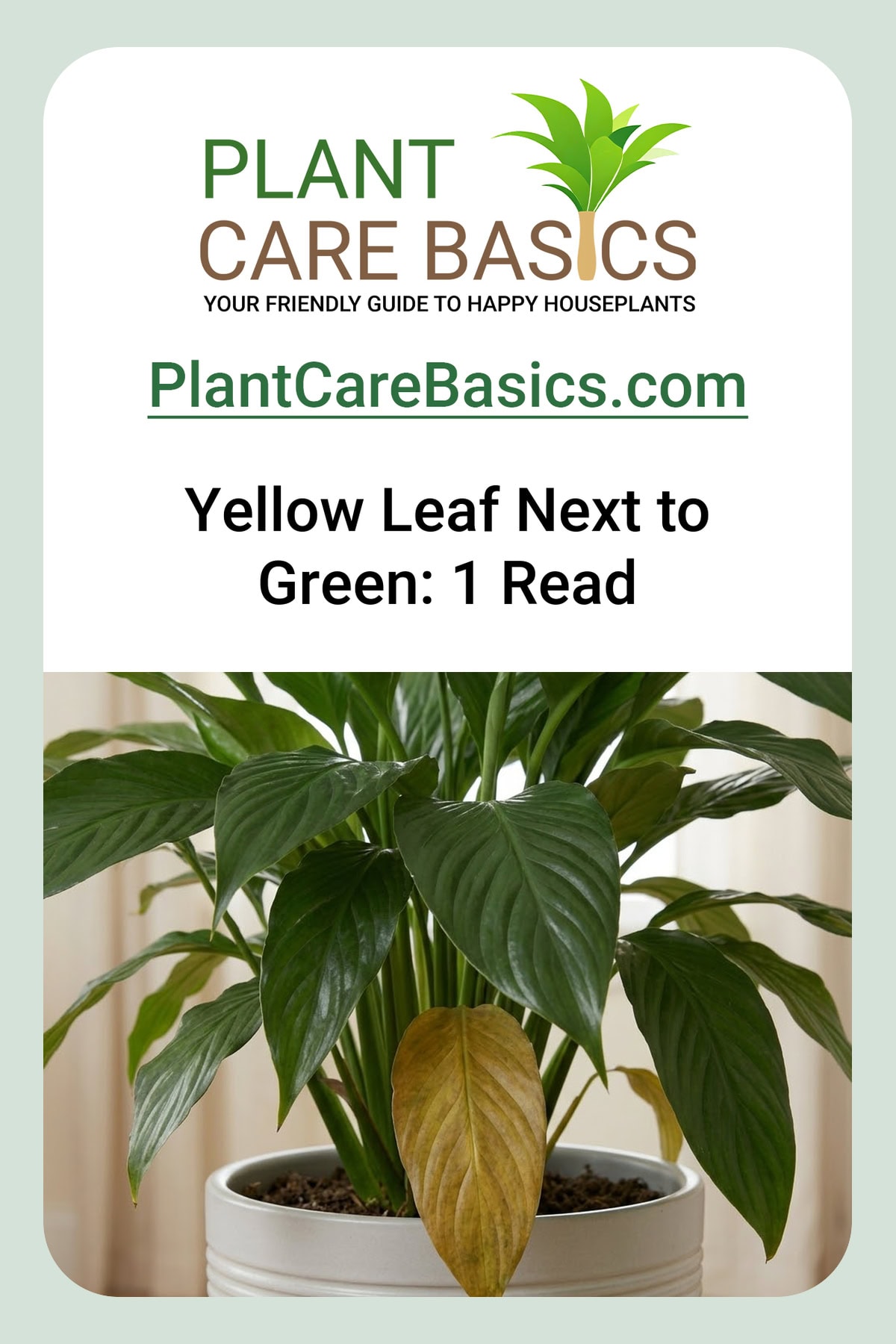 Why are my peace lily leaves turning yellow: one tan bottom blade beside the glossy dark green leaf above it.