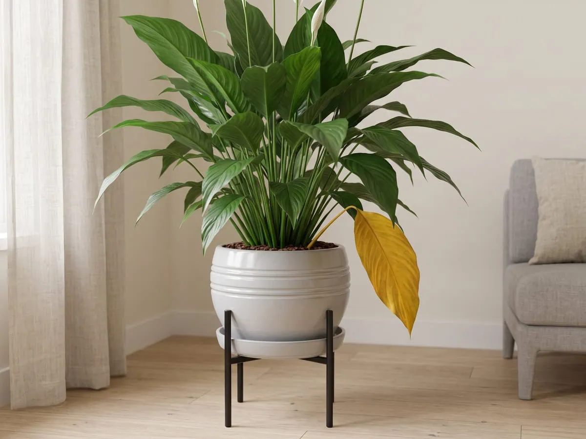 A single yellowed bottom blade on a peace lily whose other leaves stay glossy green - turnover, not root failure.