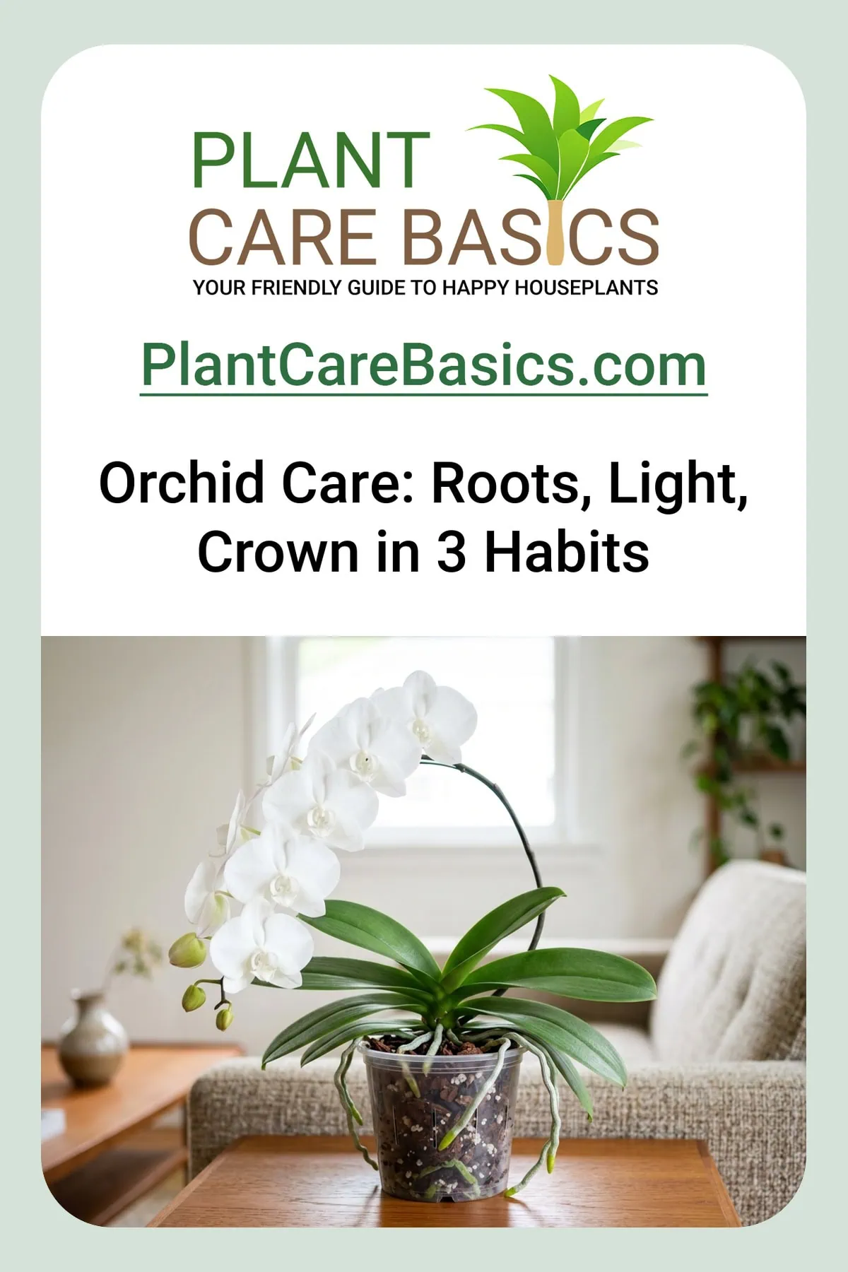 Phalaenopsis orchid care guide — a thriving Phalaenopsis moth orchid in bright bloom over silver-green roots in a clear pot.