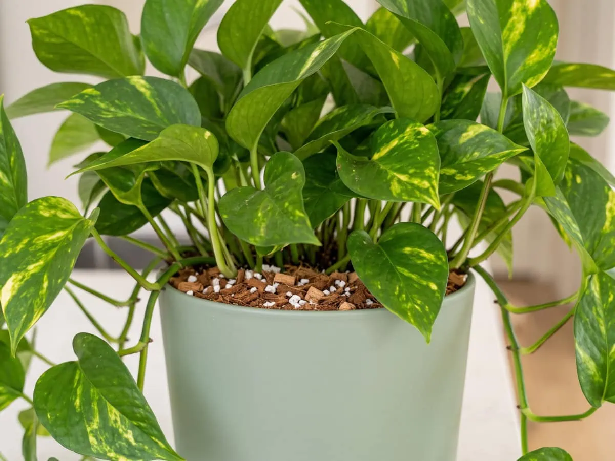 One part coir, one part bark, one part perlite: the finished Pothos mix level under fine bark.