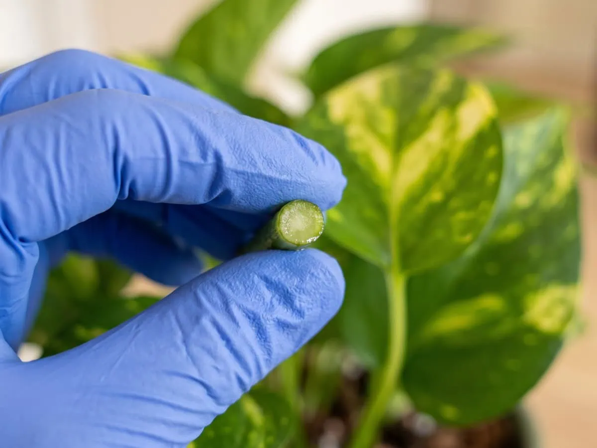 The needle crystals that make this vine risky: a gloved hand holding a freshly cut Pothos stem, face damp.