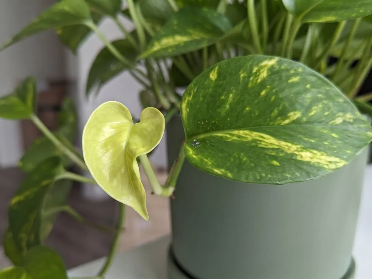 What the feeding does and why it came back: a distorted undersized new Pothos leaf beside a mature one.