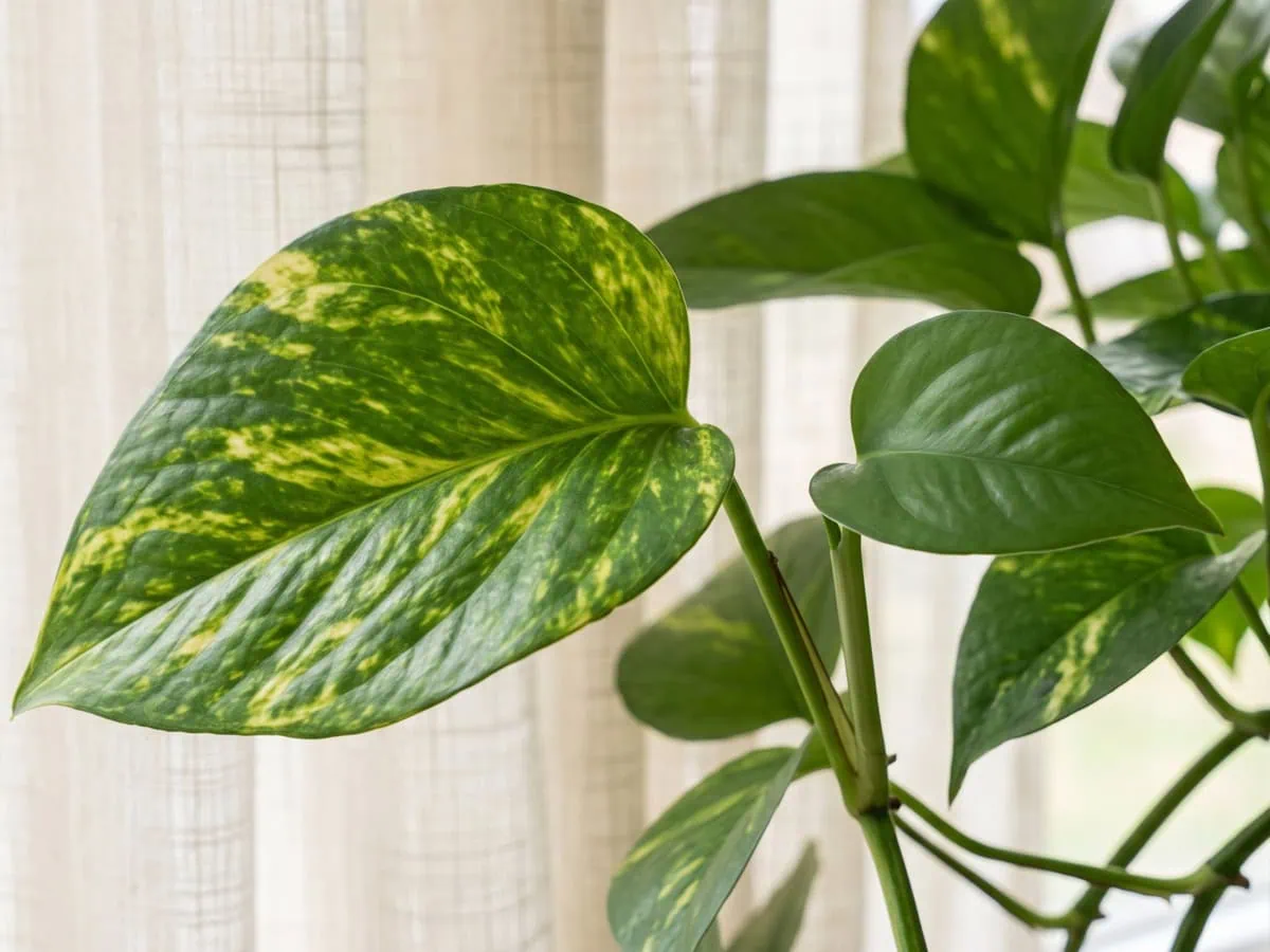Measured in foot-candles: a mature marbled Pothos leaf beside a smaller plain green newer leaf on one stem.