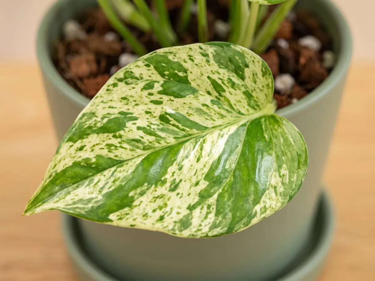 Four leaf characters in a fixed order: one whole Pothos leaf laid flat and face up, shape and markings clear.