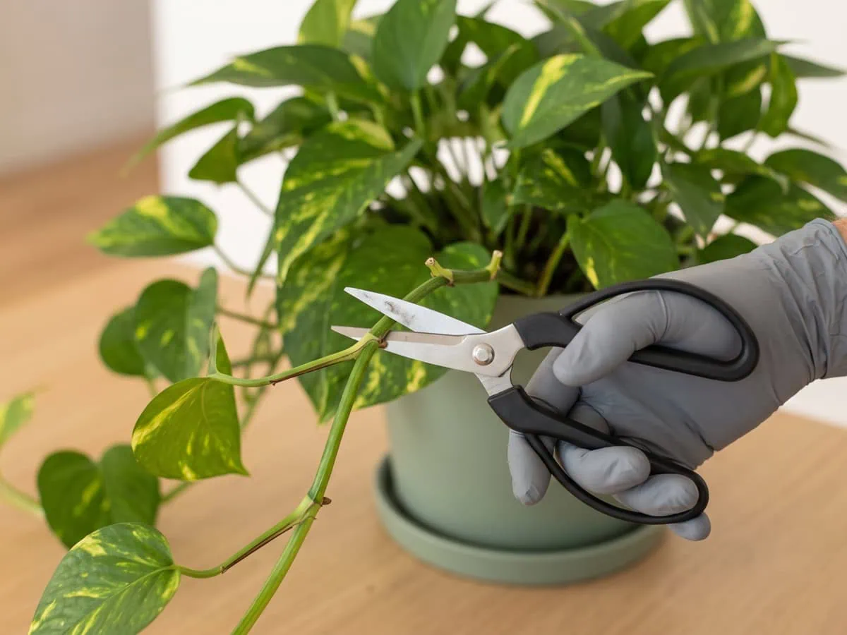 How much to take from a Pothos: open shear blades held just above a node, poised to leave a short stub.