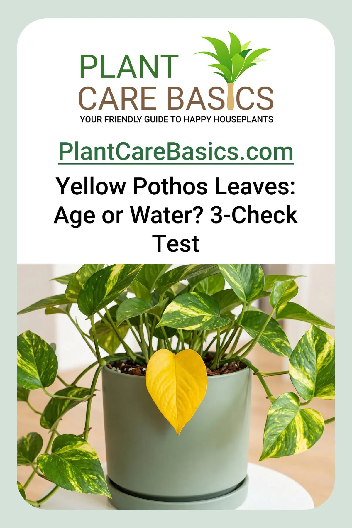 Why is my Pothos turning yellow: a golden Pothos carrying yellowed leaves above its pot of damp mix.