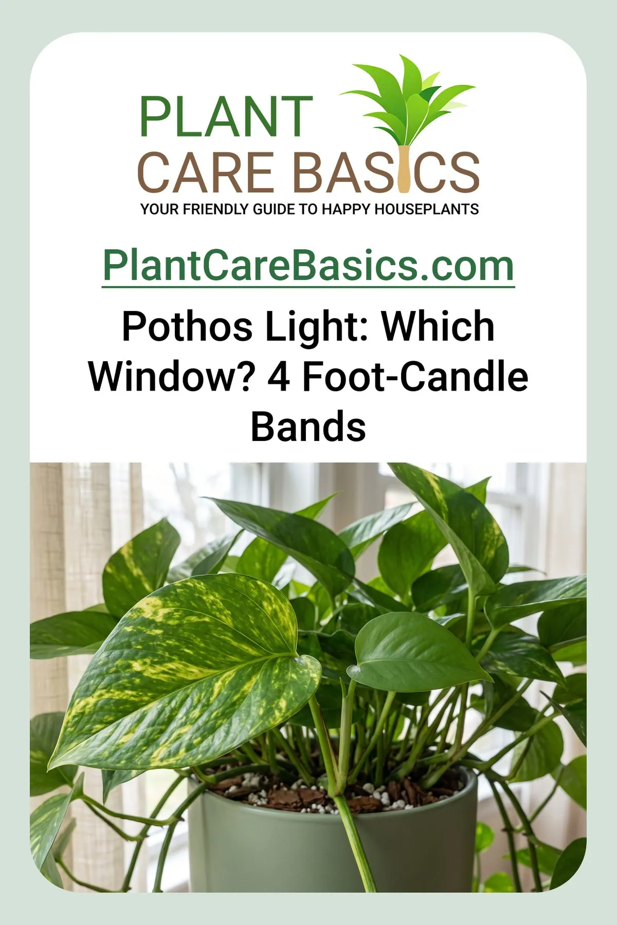 How much light does a Pothos need? Light requirements read on one vine: a marbled leaf beside a small green one.