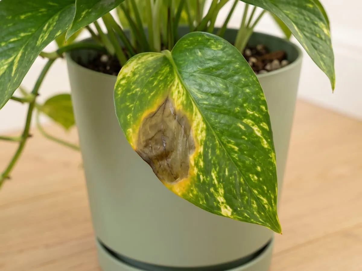 Match the mark to its cause: a soft water-soaked patch on a lower older Pothos leaf, yellow at the margin.