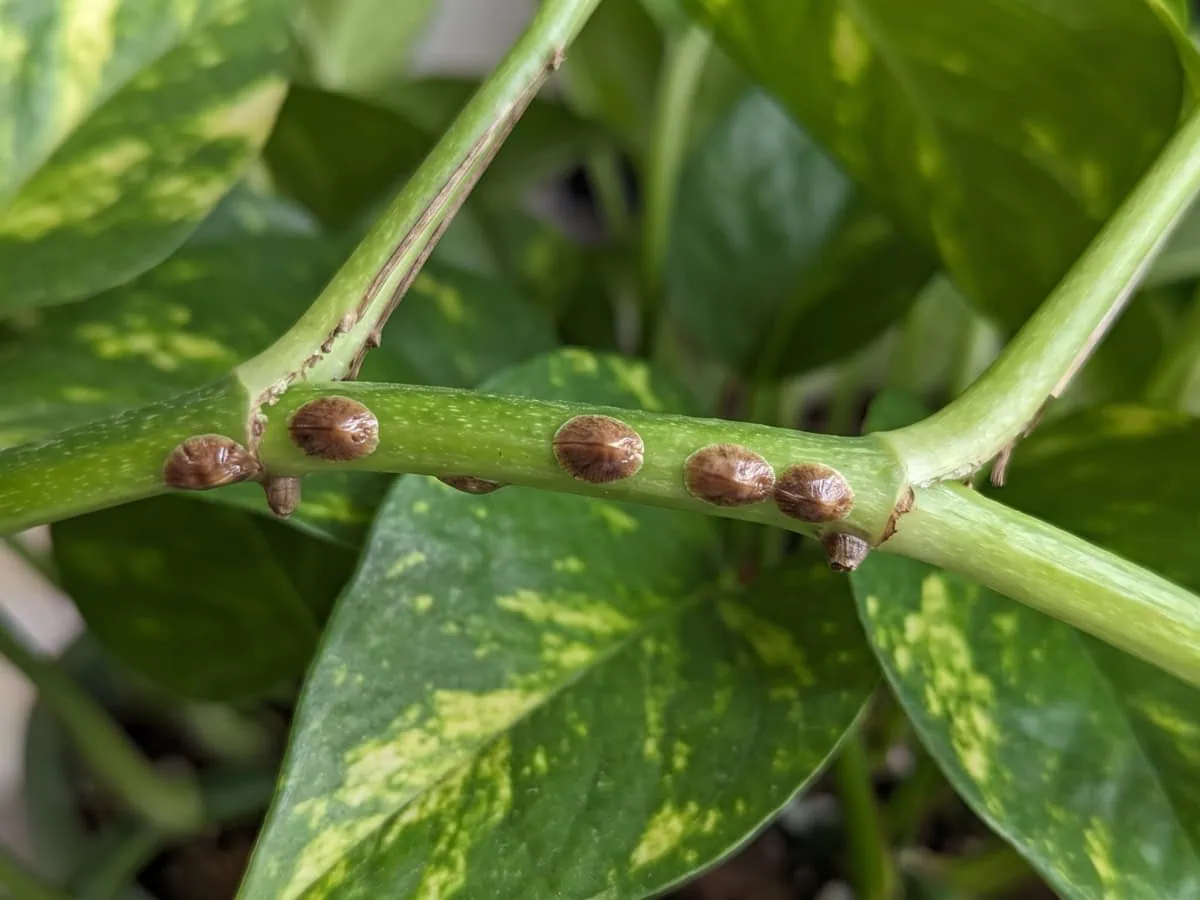 Mealybugs, spider mites, or scale: hard smooth shell-like bumps on a green Pothos stem, no cottony fluff.