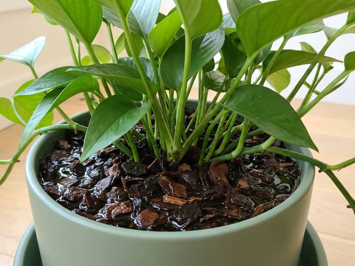 The mix-up inside Epipremnum shows at a Pothos pot surface: soaked growing medium under firm, unmarked green foliage.