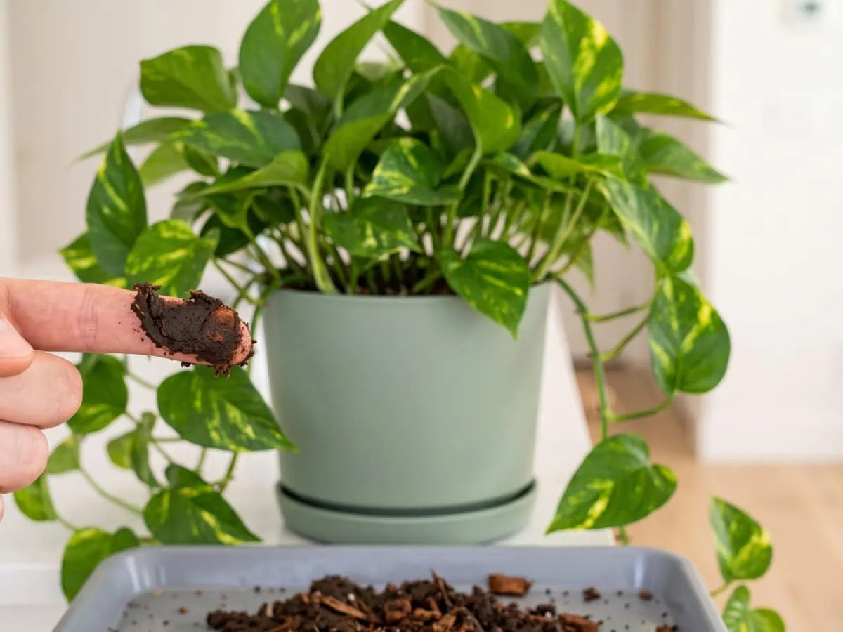 What never belongs in a Pothos pot: spent old medium squeezed between two fingers into a soft paste.