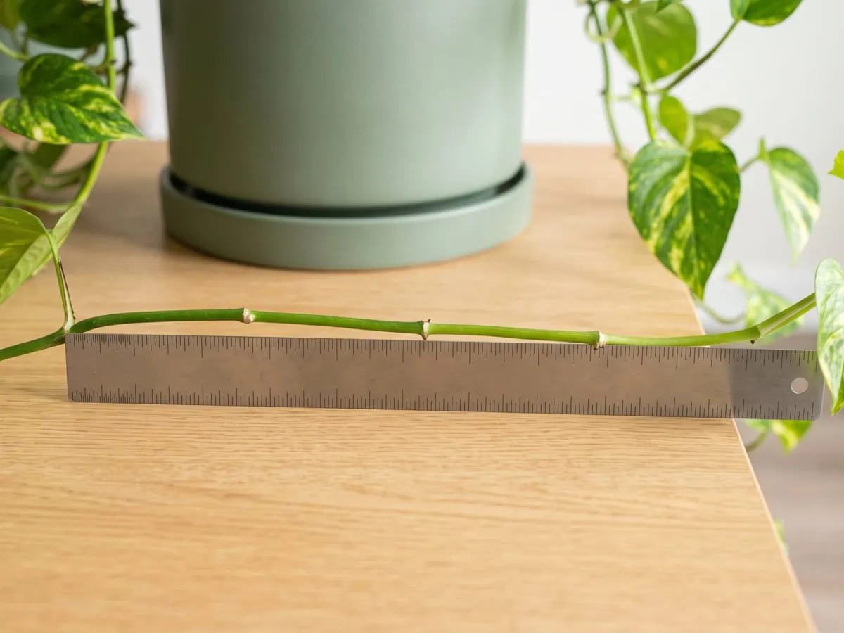 Read the stem first: a plain ruler laid beside a bare Pothos stem measuring the stretched gap between joints.